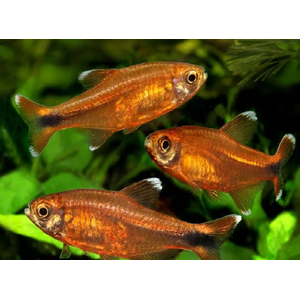 Тетра медная (лат. Hasemania nana) — пресноводная лучепёрая рыбка из семейства Харациновые. Названа в честь американского ихтиолога и аквариумиста Джона Хасмана. Тетра медная (лат. Hasemania nana) — пресноводная лучепёрая рыбка из семейства Харациновые. Названа в честь американского ихтиолога и аквариумиста Джона Хасмана.