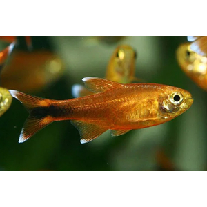 Тетра медная (лат. Hasemania nana) — пресноводная лучепёрая рыбка из семейства Харациновые. Названа в честь американского ихтиолога и аквариумиста Джона Хасмана.