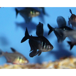 Тетра-фантом (чёрный орнатус, научное наименование — Hyphessobrycon megalopterus) — вид тропических пресноводных лучепёрых рыб из семейства харациновых.