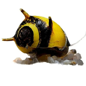 «Улитка рогатая неретина Билайн» (Horned Nerite Snail) — пресноводный моллюск из рода Clithon