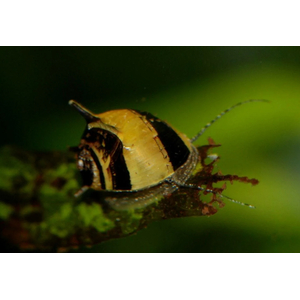 «Улитка рогатая неретина Билайн» (Horned Nerite Snail) — пресноводный моллюск из рода Clithon