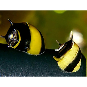 «Улитка рогатая неретина Билайн» (Horned Nerite Snail) — пресноводный моллюск из рода Clithon