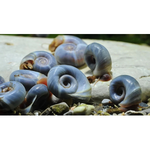 УЛИТКА КАТУШКА ГОЛУБАЯ - Planorbarius corneus