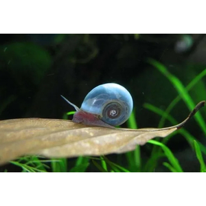 УЛИТКА КАТУШКА ГОЛУБАЯ - Planorbarius corneus