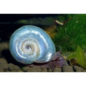 УЛИТКА КАТУШКА ГОЛУБАЯ - Planorbarius corneus