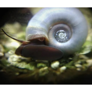 УЛИТКА КАТУШКА ГОЛУБАЯ - Planorbarius corneus