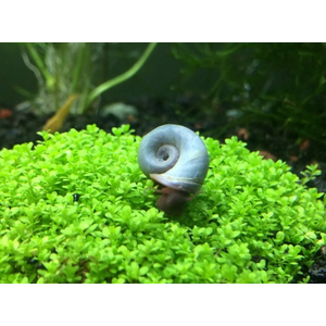 УЛИТКА КАТУШКА ГОЛУБАЯ - Planorbarius corneus