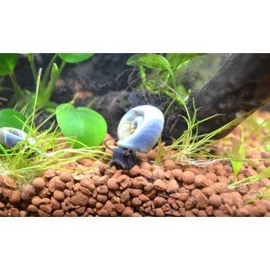 УЛИТКА КАТУШКА ГОЛУБАЯ - Planorbarius corneus