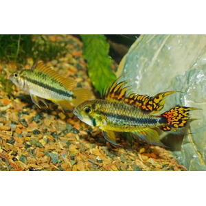 Апистограмма какаду (Apistogramma cacatuoides) — аквариумная рыбка из группы карликовых цихлид. Названа так за своеобразное строение спинного плавника, напоминающего хохолок попугая-какаду.