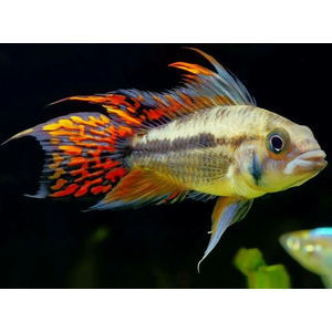 Апистограмма какаду (Apistogramma cacatuoides) — аквариумная рыбка из группы карликовых цихлид. Названа так за своеобразное строение спинного плавника, напоминающего хохолок попугая-какаду.