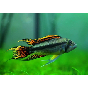 Апистограмма какаду (Apistogramma cacatuoides) — аквариумная рыбка из группы карликовых цихлид. Названа так за своеобразное строение спинного плавника, напоминающего хохолок попугая-какаду.