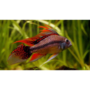 Апистограмма какаду (Apistogramma cacatuoides) — аквариумная рыбка из группы карликовых цихлид. Названа так за своеобразное строение спинного плавника, напоминающего хохолок попугая-какаду.