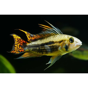 Апистограмма какаду (Apistogramma cacatuoides) — аквариумная рыбка из группы карликовых цихлид. Названа так за своеобразное строение спинного плавника, напоминающего хохолок попугая-какаду.