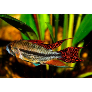 Апистограмма какаду (Apistogramma cacatuoides) — аквариумная рыбка из группы карликовых цихлид. Названа так за своеобразное строение спинного плавника, напоминающего хохолок попугая-какаду.