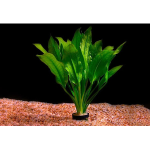 ЭХИНОДОРУС БЛЕХЕРИ - Echinodorus bleheri