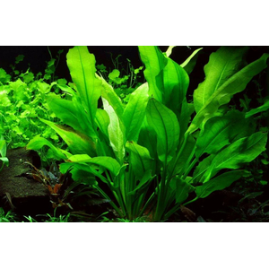 ЭХИНОДОРУС БЛЕХЕРИ - Echinodorus bleheri