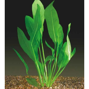 ЭХИНОДОРУС БЛЕХЕРИ - Echinodorus bleheri