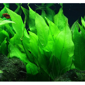 ЭХИНОДОРУС БЛЕХЕРИ - Echinodorus bleheri