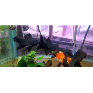 ОРАНДА КРАСНО-ЧЕРНАЯ 12+см ЭКСТЕРЬЕРНЫЙ ВИД