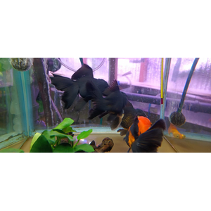 ОРАНДА КРАСНО-ЧЕРНАЯ 12+см ЭКСТЕРЬЕРНЫЙ ВИД