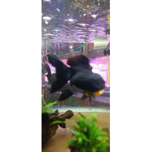 ОРАНДА КРАСНО-ЧЕРНАЯ 12+см ЭКСТЕРЬЕРНЫЙ ВИД