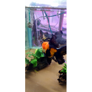 ОРАНДА КРАСНО-ЧЕРНАЯ 12+см ЭКСТЕРЬЕРНЫЙ ВИД