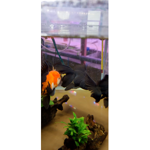 ОРАНДА КРАСНО-ЧЕРНАЯ 12+см ЭКСТЕРЬЕРНЫЙ ВИД