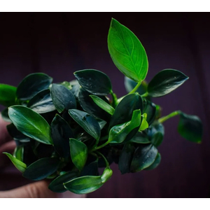 АНУБИАС НАНА ПАКСИНГ - Anubias nana paxing