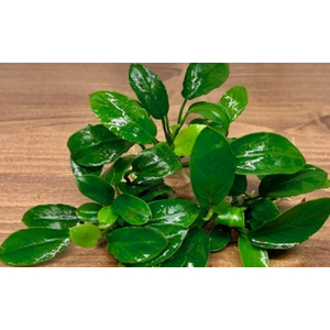 АНУБИАС НАНА ПАКСИНГ - Anubias nana paxing