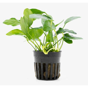 АНУБИАС НАНА ПАКСИНГ - Anubias nana paxing