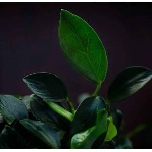 АНУБИАС НАНА ПАКСИНГ - Anubias nana paxing