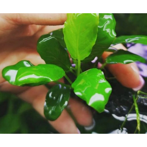 АНУБИАС НАНА ПАКСИНГ - Anubias nana paxing