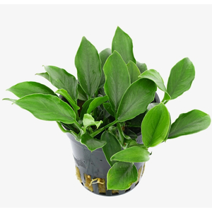 АНУБИАС НАНА ПАКСИНГ - Anubias nana paxing