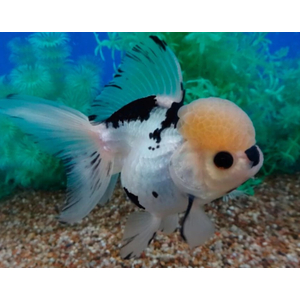 «Оранда панда» (Goldfish Oranda Panda) — разновидность золотой рыбки (Carassius auratus) из семейства Карповых. Название дано из-за расцветки, схожей с внешним видом панды.