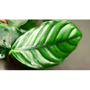 АНУБИАС БАРТЕРИ ВОЛНИСТЫЙ ЛИСТ - Anubias barteri Wrinkle