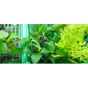 АНУБИАС НАНА КОРОТКИЙ - Anubias nana short