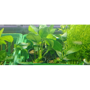 АНУБИАС НАНА КОРОТКИЙ - Anubias nana short