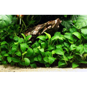 АНУБИАС НАНА КОРОТКИЙ - Anubias nana short