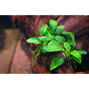 АНУБИАС НАНА КОРОТКИЙ - Anubias nana short