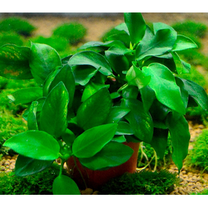 АНУБИАС НАНА КОРОТКИЙ - Anubias nana short