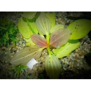 ЭХИНОДОРУС на кочке ЖЕЛТОЕ СОЛНЦЕ