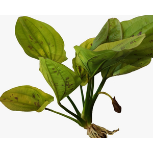 ЭХИНОДОРУС на кочке ЖЕЛТОЕ СОЛНЦЕ