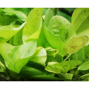 ЭХИНОДОРУС на кочке ЖЕЛТОЕ СОЛНЦЕ