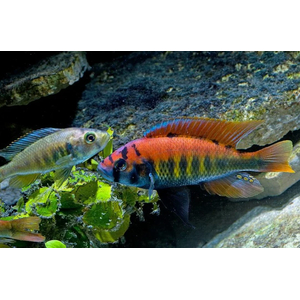 ХАПЛОХРОМИС НИЕРЕРИ - Haplochromis nyererei