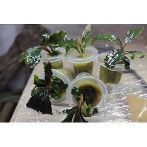 БУЦЕФАЛАНДРА ЗЕЛЕНЫЙ НЕФРИТ