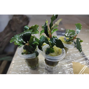 БУЦЕФАЛАНДРА ЗЕЛЕНЫЙ НЕФРИТ