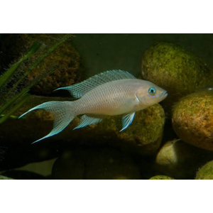 Neolamprologus gracilis