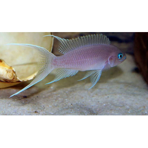 Neolamprologus gracilis