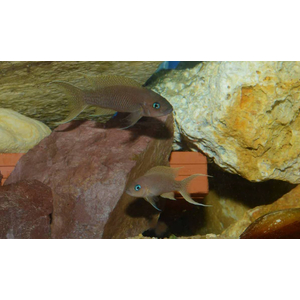 Neolamprologus gracilis