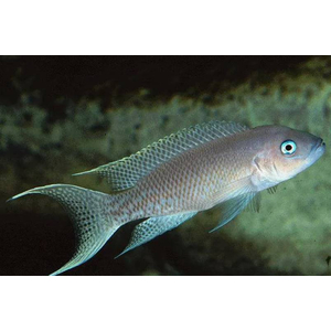 Neolamprologus gracilis